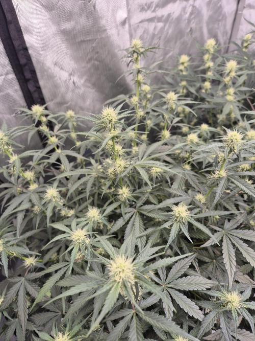Dosidos Auto/Purple Punch Auto. Week 7 - Day+42