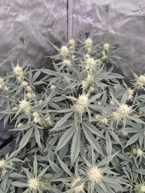 Dosidos Auto/Purple Punch Auto. Week 7 - Day+42