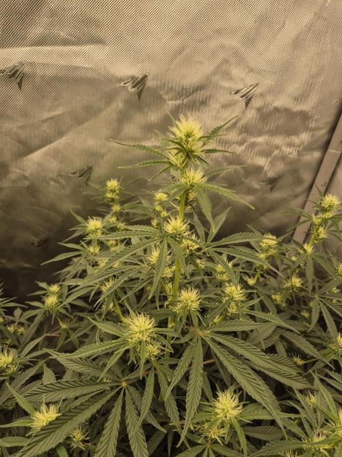 Dosidos Auto/Purple Punch Auto. Week 7 - Day+42