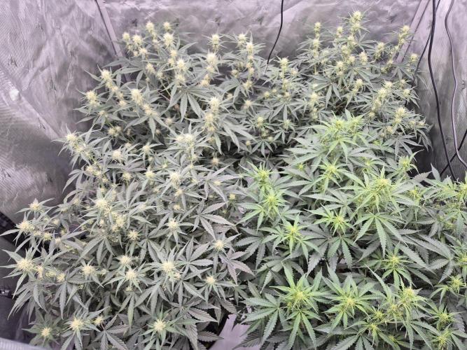 Dosidos Auto/Purple Punch Auto. Week 7 - Day+42