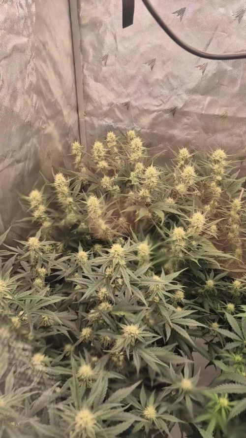 Dosidos Auto/Purple Punch Auto