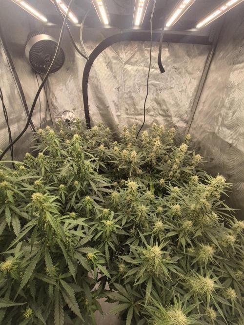 Dosidos Auto/Purple Punch Auto. Week 8 - Day+50