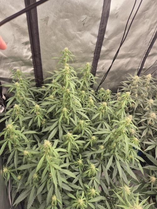 Dosidos Auto/Purple Punch Auto. Week 8 - Day+50