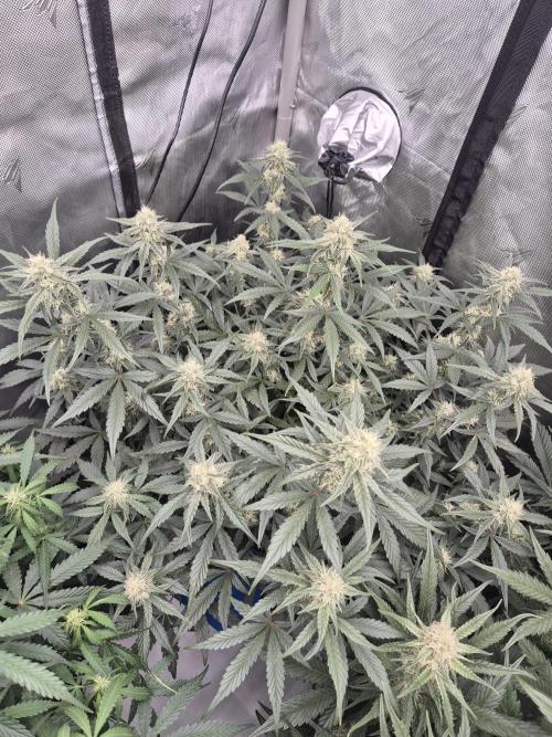 Dosidos Auto/Purple Punch Auto. Week 8 - Day+50