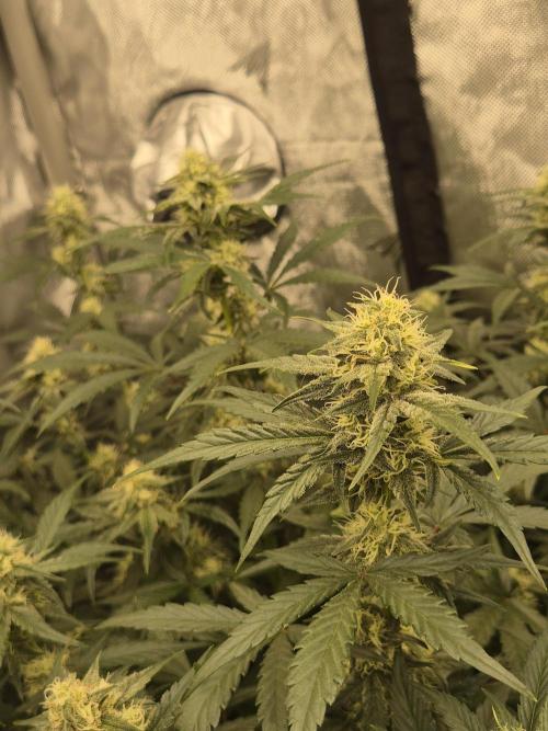 Dosidos Auto/Purple Punch Auto. Week 8 - Day+50