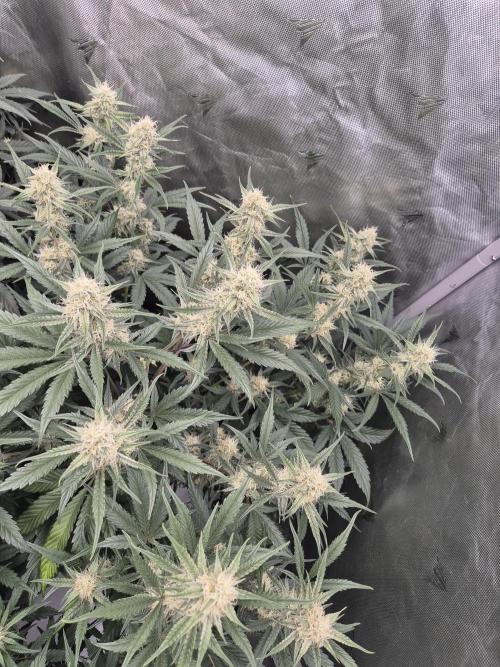 Dosidos Auto/Purple Punch Auto. Week 8 - Day+50