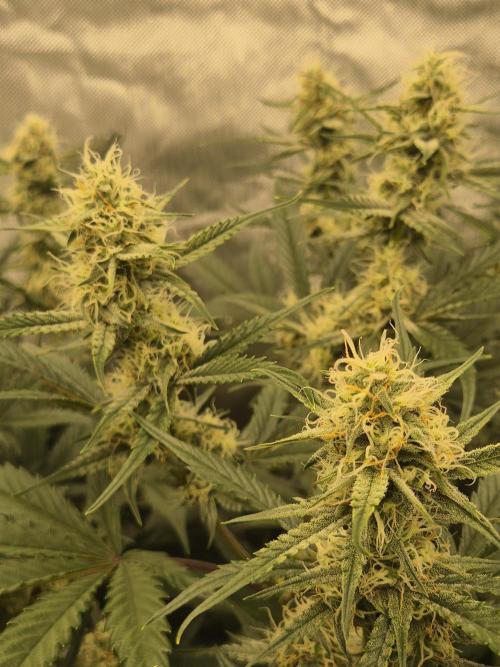 Dosidos Auto/Purple Punch Auto. Week 8 - Day+50