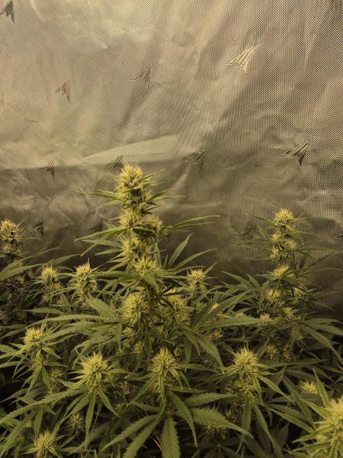 Dosidos Auto/Purple Punch Auto. Week 8 - Day+50