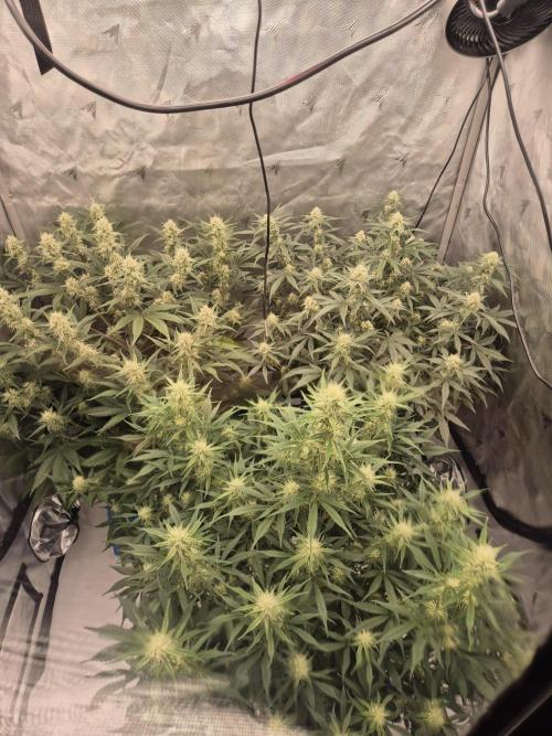 Dosidos Auto/Purple Punch Auto. Week 8 - Day+50