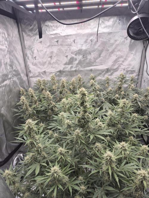 Dosidos Auto/Purple Punch Auto. Week 9 - Day+56