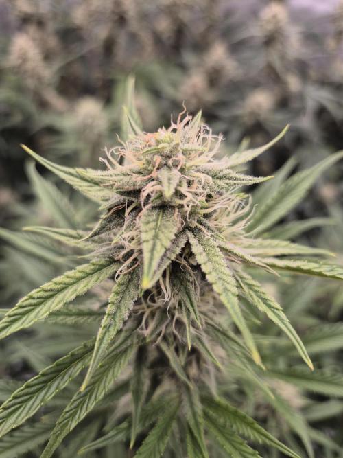 Dosidos Auto/Purple Punch Auto. Week 9 - Day+56