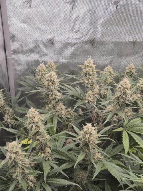 Dosidos Auto/Purple Punch Auto. Week 9 - Day+56