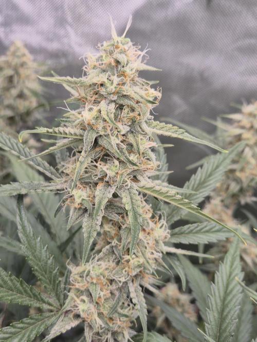 Dosidos Auto/Purple Punch Auto. Week 9 - Day+56