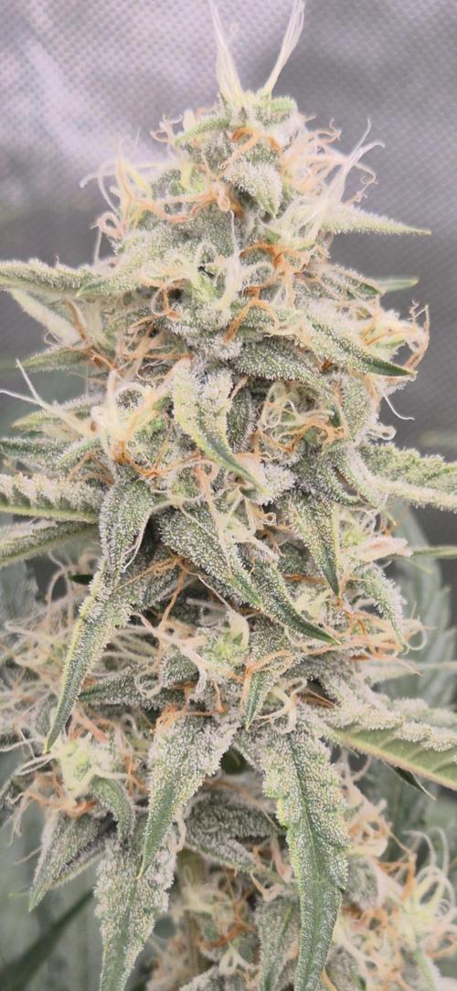 Dosidos Auto/Purple Punch Auto. Week 9 - Day+56