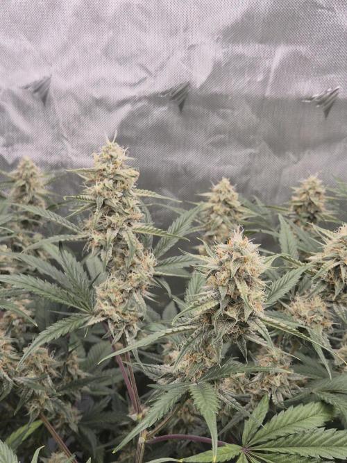 Dosidos Auto/Purple Punch Auto. Week 9 - Day+56