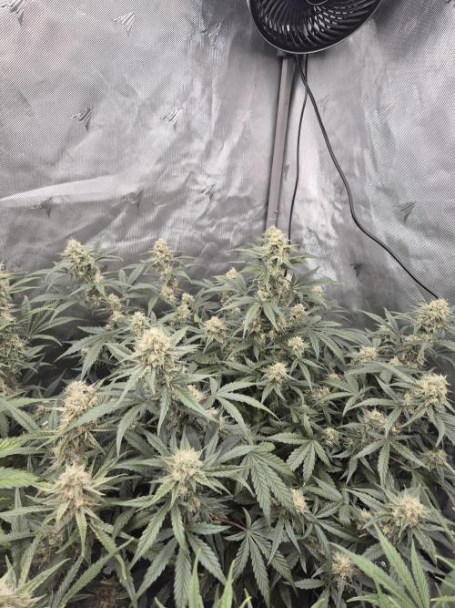 Dosidos Auto/Purple Punch Auto. Week 9 - Day+56