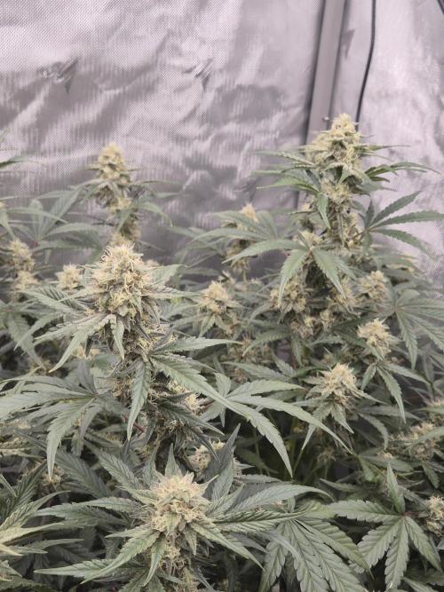 Dosidos Auto/Purple Punch Auto. Week 9 - Day+56