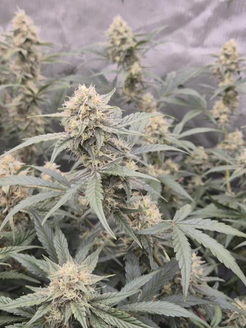 Dosidos Auto/Purple Punch Auto. Week 9 - Day+56