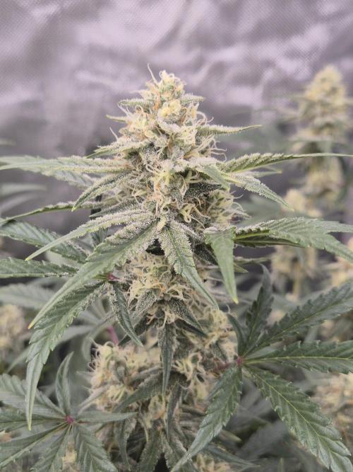 Dosidos Auto/Purple Punch Auto. Week 9 - Day+56