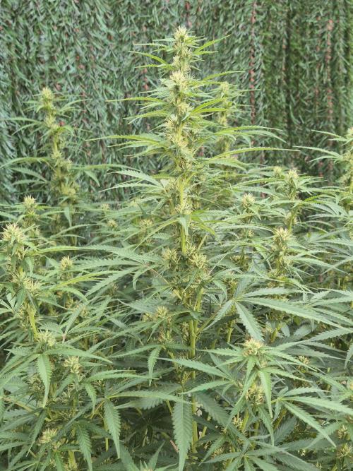 Dosidos Auto/Purple Punch Auto. Week 9 - Day+56