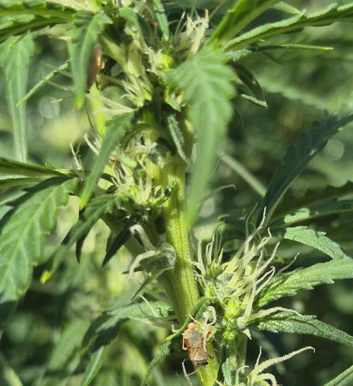 Dosidos Auto/Purple Punch Auto. Week 9 - Tarnished dull bug