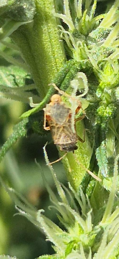 Dosidos Auto/Purple Punch Auto. Week 9 - Tarnished dull bug