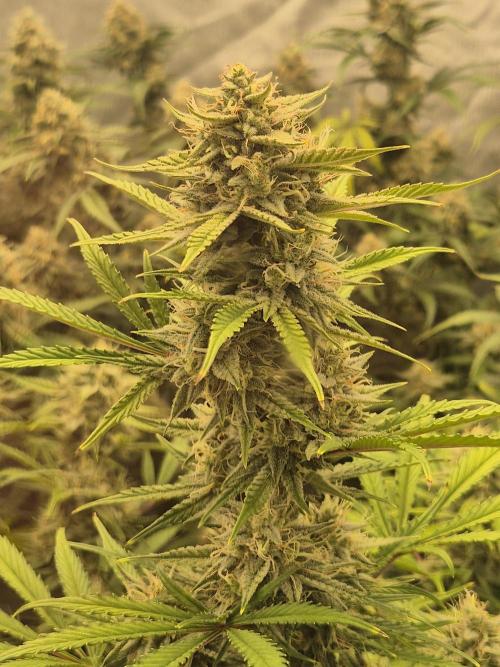 Dosidos Auto/Purple Punch Auto. Week 10 - Day+63
