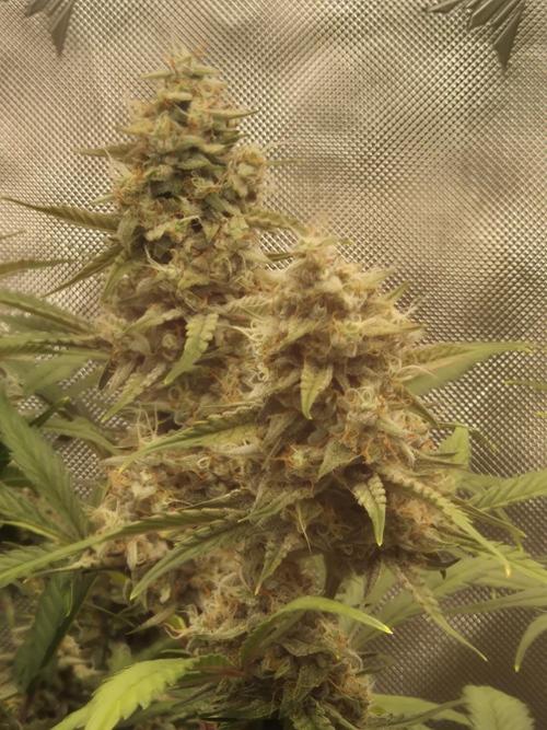 Dosidos Auto/Purple Punch Auto. Week 10 - Day+63