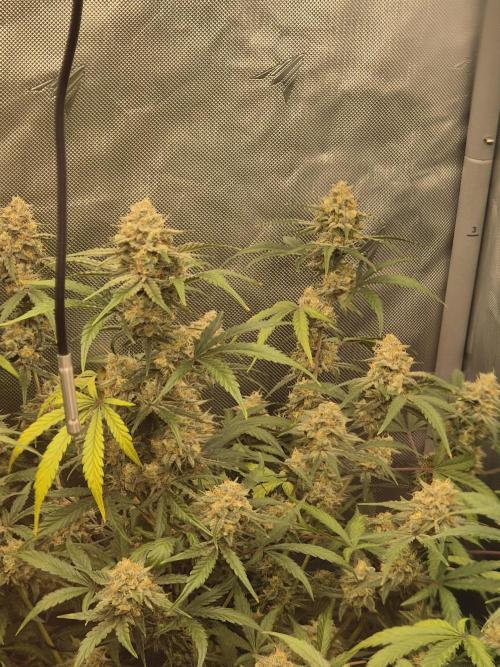 Dosidos Auto/Purple Punch Auto. Week 10 - Day+63