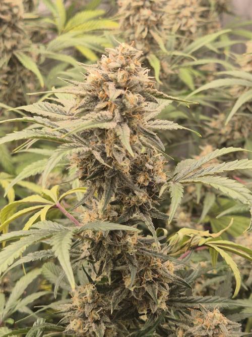 Dosidos Auto/Purple Punch Auto. Week 10 - Day+63