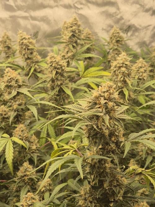 Dosidos Auto/Purple Punch Auto. Week 10 - Day+63