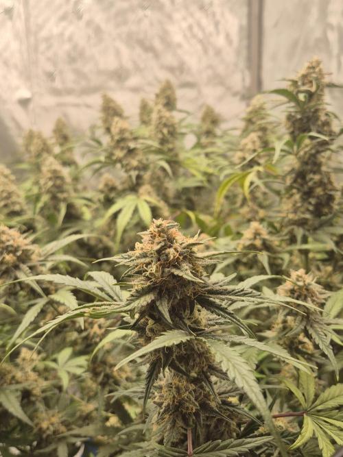 Dosidos Auto/Purple Punch Auto. Week 10 - Day+63