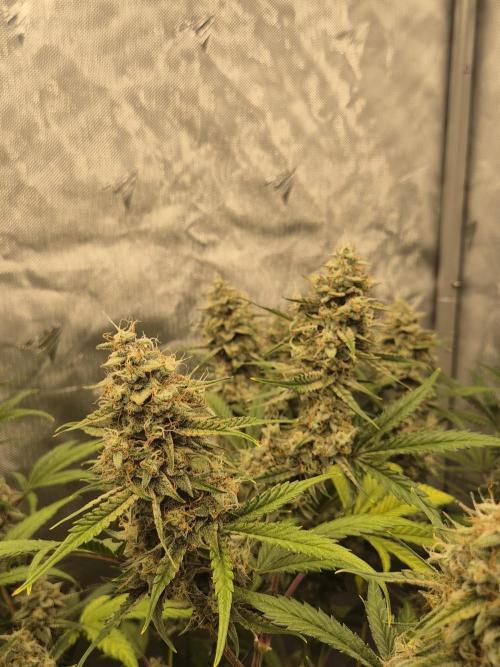 Dosidos Auto/Purple Punch Auto. Week 10 - Day+63