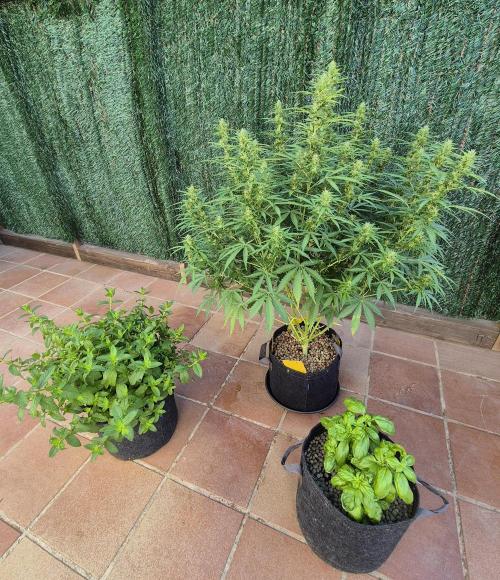 Dosidos Auto/Purple Punch Auto. Week 10 - Day+63