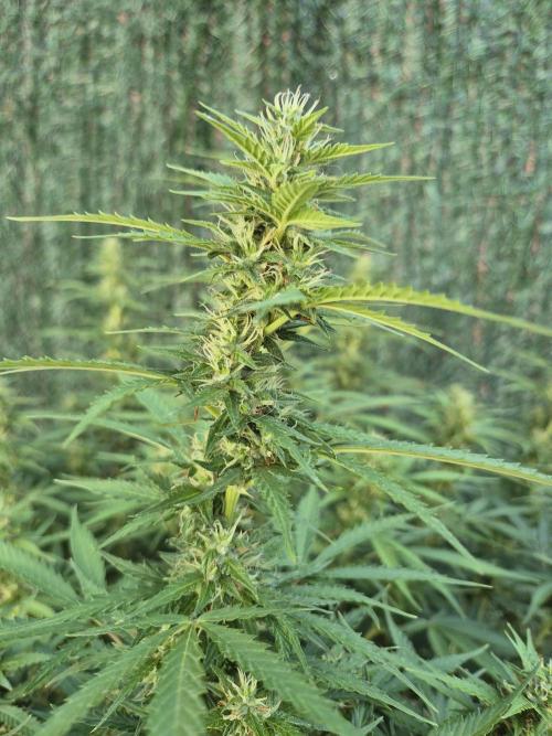 Dosidos Auto/Purple Punch Auto. Week 10 - Day+63