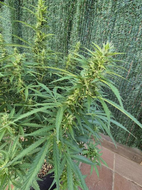 Dosidos Auto/Purple Punch Auto. Week 10 - Day+63