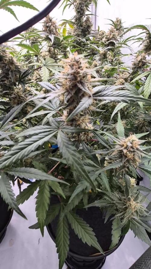 Dosidos Auto/Purple Punch Auto