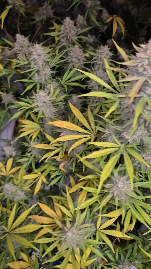 Dosidos Auto/Purple Punch Auto