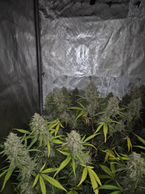 Dosidos Auto/Purple Punch Auto. Week 11