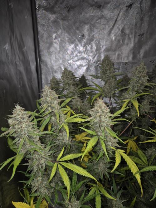 Dosidos Auto/Purple Punch Auto. Week 11