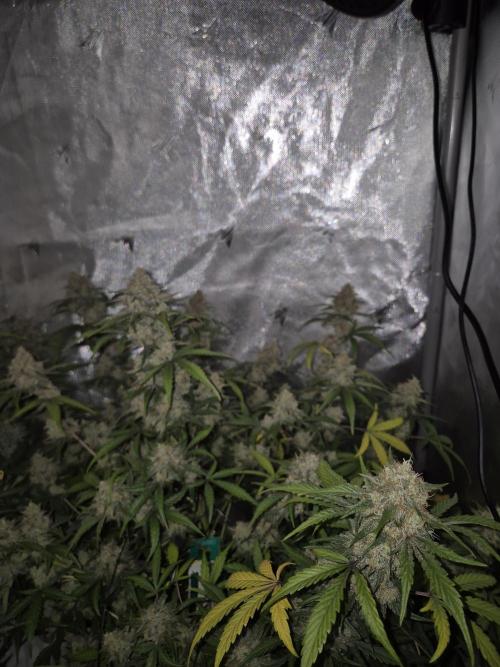 Dosidos Auto/Purple Punch Auto. Week 11