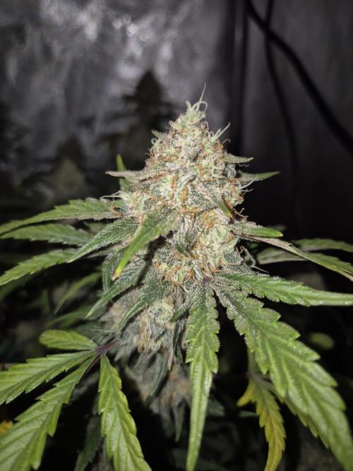 Dosidos Auto/Purple Punch Auto. Week 11