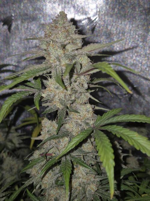 Dosidos Auto/Purple Punch Auto. Week 11