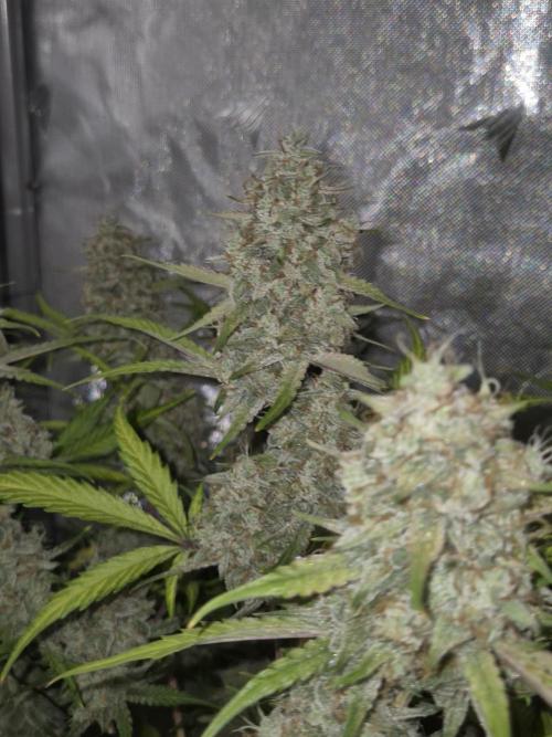 Dosidos Auto/Purple Punch Auto. Week 11