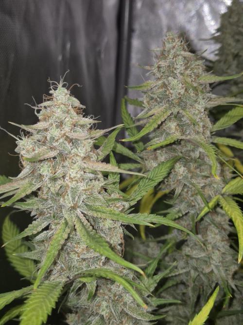 Dosidos Auto/Purple Punch Auto. Week 11