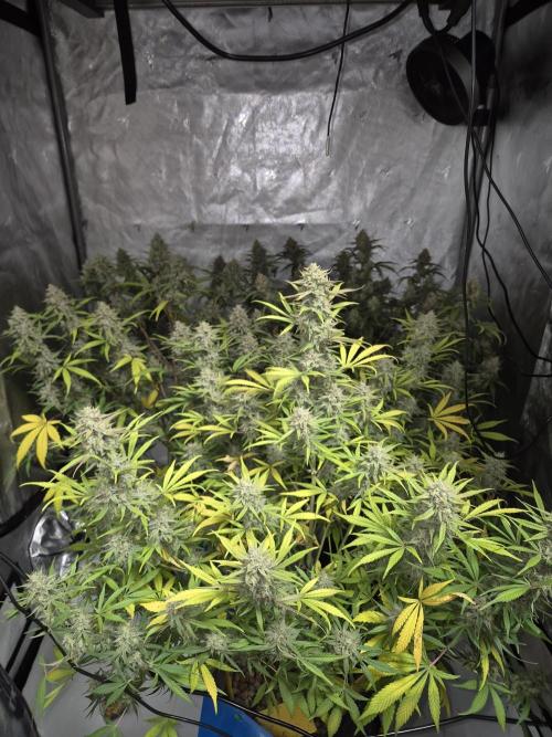 Dosidos Auto/Purple Punch Auto. Week 11