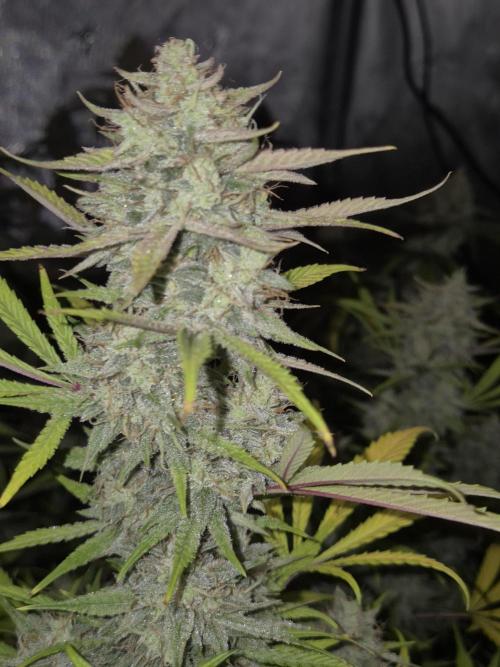 Dosidos Auto/Purple Punch Auto. Week 11