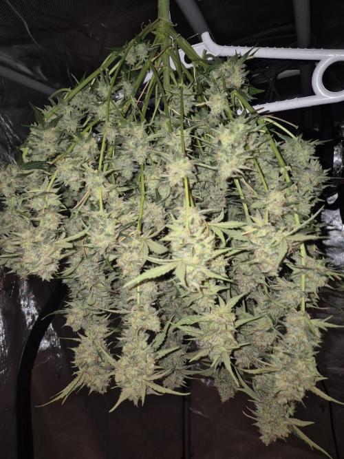 Dosidos Auto/Purple Punch Auto. Week 11