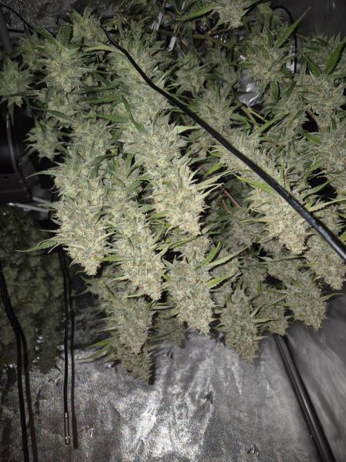 Dosidos Auto/Purple Punch Auto. Week 11
