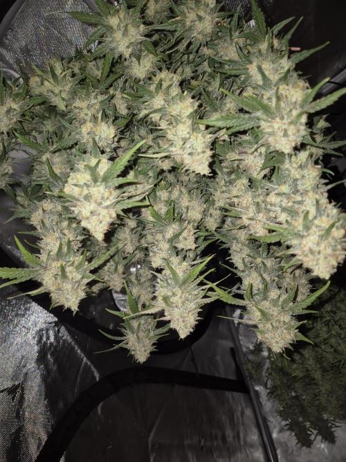 Dosidos Auto/Purple Punch Auto. Week 11